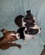 Boston Terrier Puppies for sale in Belleville, MI 48111, USA. price: $750