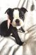 Boston Terrier Puppies for sale in Kentucky Dam, Gilbertsville, KY 42044, USA. price: NA