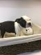 Boston Terrier Puppies for sale in Squaw Valley, CA, USA. price: NA