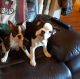 Boston Terrier Puppies for sale in Spartanburg School District 03, SC, USA. price: NA