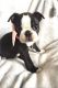 Boston Terrier Puppies for sale in El Paso, TX, USA. price: NA