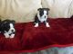 Boston Terrier Puppies for sale in North Myrtle Beach, SC, USA. price: NA
