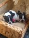 Boston Terrier Puppies for sale in Jacksonville, FL, USA. price: NA