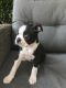 Boston Terrier Puppies for sale in Zionsville, IN 46077, USA. price: $500