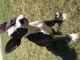 Boston Terrier Puppies for sale in San Antonio, TX 78245, USA. price: NA