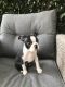 Boston Terrier Puppies for sale in 340 S 600 W, Salt Lake City, UT 84101, USA. price: $400