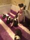 Boston Terrier Puppies for sale in Fort Worth, TX, USA. price: NA
