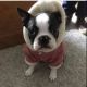 Boston Terrier Puppies for sale in New York Stock Exchange, New York, NY 10005, USA. price: NA