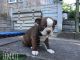 Boston Terrier Puppies for sale in Lake City, FL, USA. price: NA