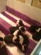Boston Terrier Puppies for sale in Klamath Falls, OR, OR, USA. price: NA