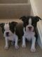 Boston Terrier Puppies for sale in BRIDGEWTR COR, VT 05035, USA. price: NA
