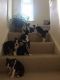 Boston Terrier Puppies for sale in Leesburg, VA 20176, USA. price: NA