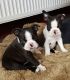 Boston Terrier Puppies for sale in Marysville, WA, USA. price: NA