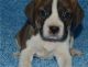 Boston Terrier Puppies for sale in Fairfield, CA, USA. price: NA
