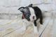 Boston Terrier Puppies for sale in Oak Park, IL, USA. price: NA