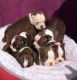 Boston Terrier Puppies for sale in West Springfield, MA, USA. price: NA