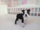 Boston Terrier Puppies for sale in Anderson, IN, USA. price: NA