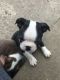 Boston Terrier Puppies for sale in Crestwood, KY 40014, USA. price: NA