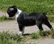 Boston Terrier Puppies for sale in Reading, PA 19605, USA. price: NA