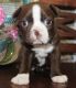 Boston Terrier Puppies for sale in Abilene, Houston, TX 77020, USA. price: NA