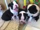 Boston Terrier Puppies for sale in Orange County, CA, USA. price: NA
