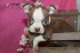 Boston Terrier Puppies for sale in Detroit, MI, USA. price: $650