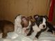 Boston Terrier Puppies for sale in Lake Isabella, CA, USA. price: NA