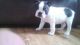 Boston Terrier Puppies for sale in White Hall, AR 71602, USA. price: NA