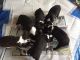 Boston Terrier Puppies for sale in Belle Vernon, PA 15012, USA. price: NA