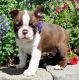 Boston Terrier Puppies for sale in Austin, TX, USA. price: NA