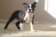 Boston Terrier Puppies for sale in Pasadena, CA, USA. price: NA