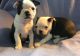 Boston Terrier Puppies for sale in Dover, DE, USA. price: NA