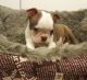 Boston Terrier Puppies for sale in Casper, WY, USA. price: NA