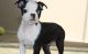 Boston Terrier Puppies for sale in Mound, MN 55364, USA. price: NA