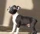 Boston Terrier Puppies for sale in Georgetown, KY 40324, USA. price: NA