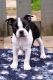 Boston Terrier Puppies for sale in Massachusetts Ave, Cambridge, MA, USA. price: NA