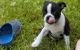 Boston Terrier Puppies for sale in Glastonbury, CT, USA. price: NA