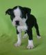 Boston Terrier Puppies for sale in Glastonbury, CT, USA. price: NA