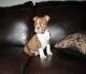 Boston Terrier Puppies for sale in Bozeman, MT, USA. price: NA