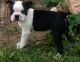 Boston Terrier Puppies for sale in Bozeman, MT, USA. price: NA