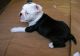 Boston Terrier Puppies for sale in West Lafayette, IN, USA. price: NA