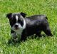 Boston Terrier Puppies for sale in Jacksonville, FL, USA. price: NA