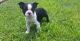 Boston Terrier Puppies for sale in Rice, MN 56367, USA. price: NA