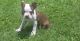 Boston Terrier Puppies for sale in Rice, MN 56367, USA. price: NA