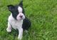 Boston Terrier Puppies for sale in Brunswick, OH 44212, USA. price: NA