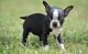 Boston Terrier Puppies for sale in Salem, OR, USA. price: NA