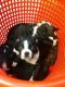 Boston Terrier Puppies for sale in Palm Springs, CA 92262, USA. price: NA