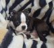 Boston Terrier Puppies for sale in Airport Center Rd, Allentown, PA 18109, USA. price: $300