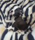 Boston Terrier Puppies for sale in Airport Center Rd, Allentown, PA 18109, USA. price: $1,000