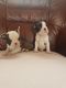 Boston Terrier Puppies for sale in New Castle, PA, USA. price: NA